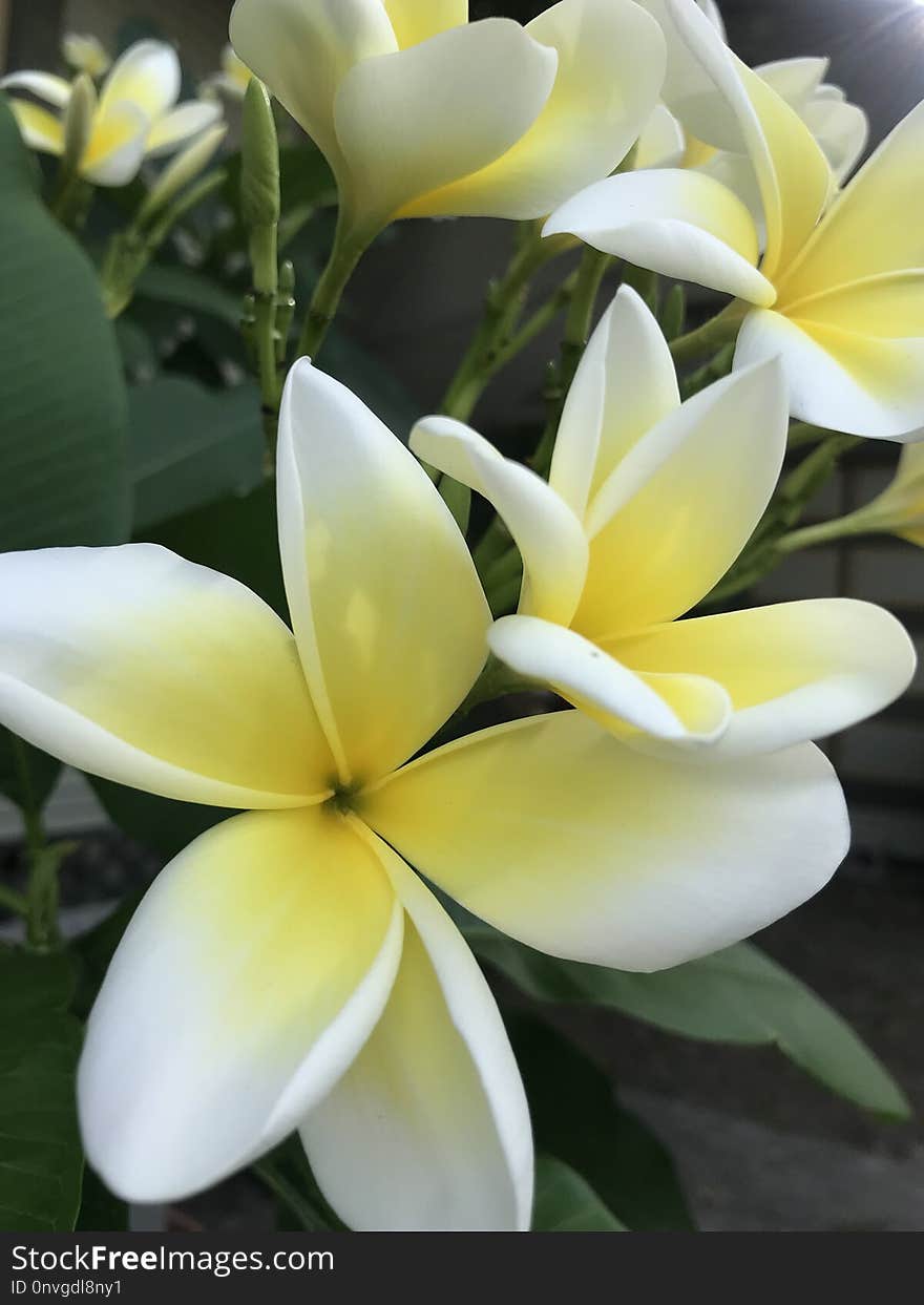 Flower, White, Plant, Yellow