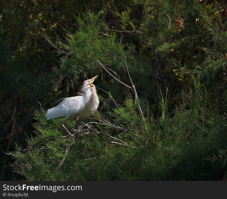 Bird, Ecosystem, Fauna, Nature Reserve