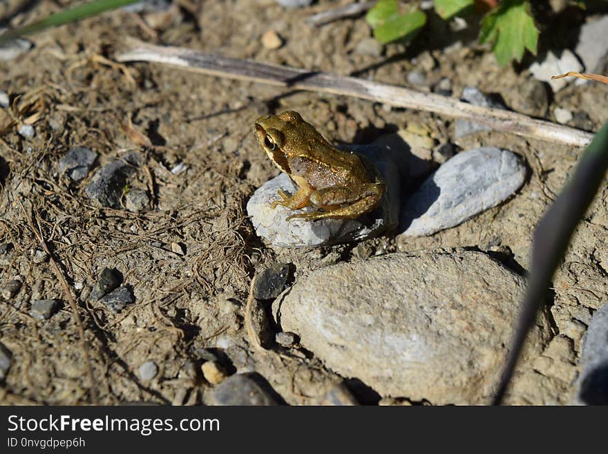 Fauna, Amphibian, Ranidae, Frog