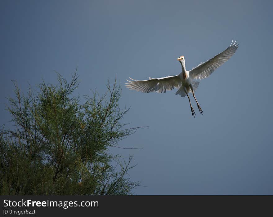 Bird, Sky, Fauna, Beak