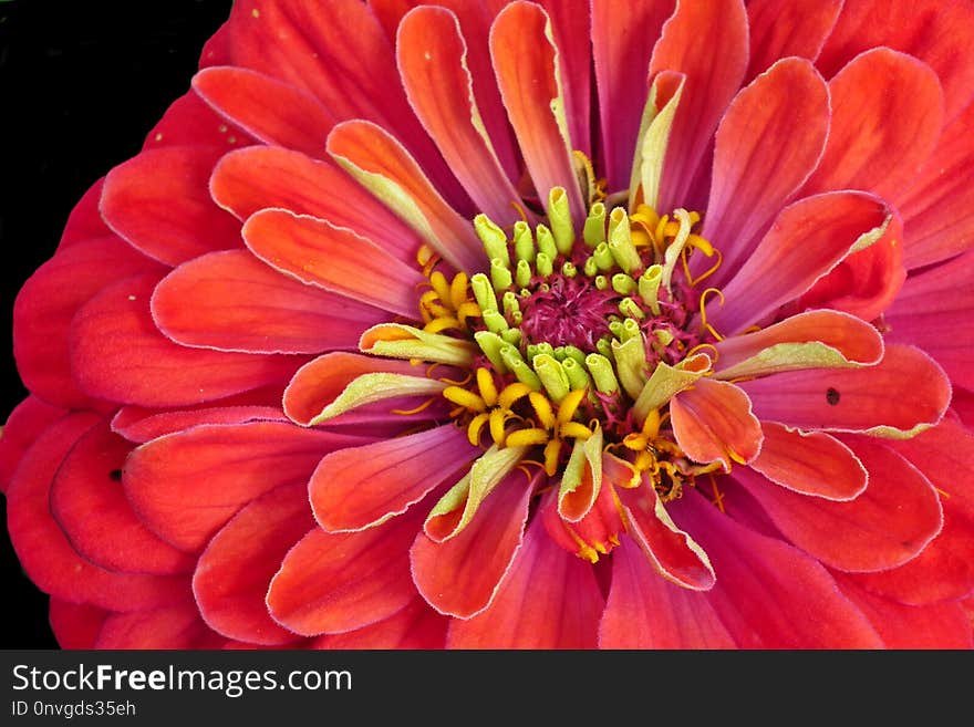 Flower, Petal, Orange, Close Up