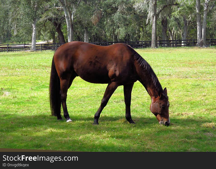 Horse, Pasture, Grazing, Mare