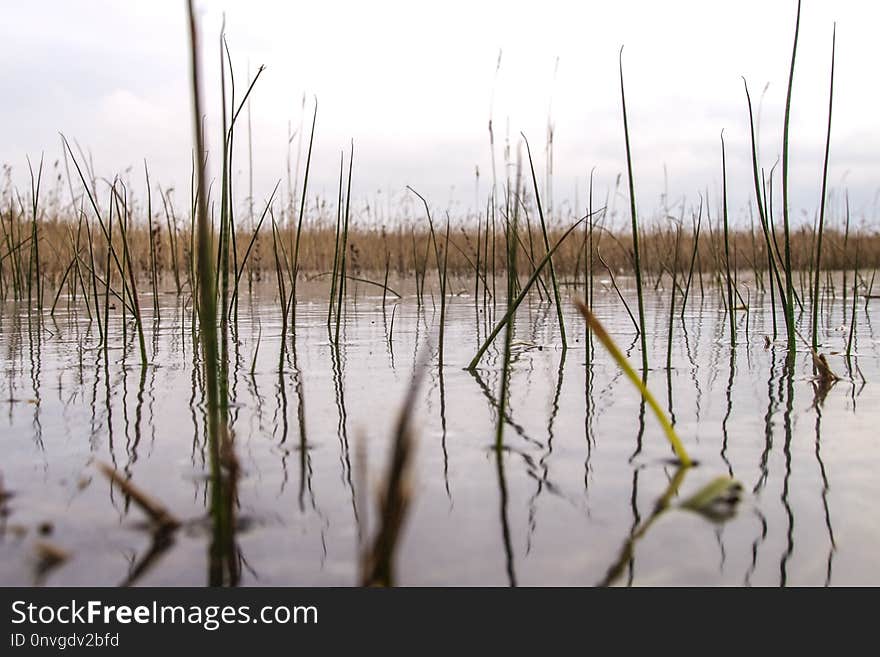 Water, Wetland, Marsh, Reflection