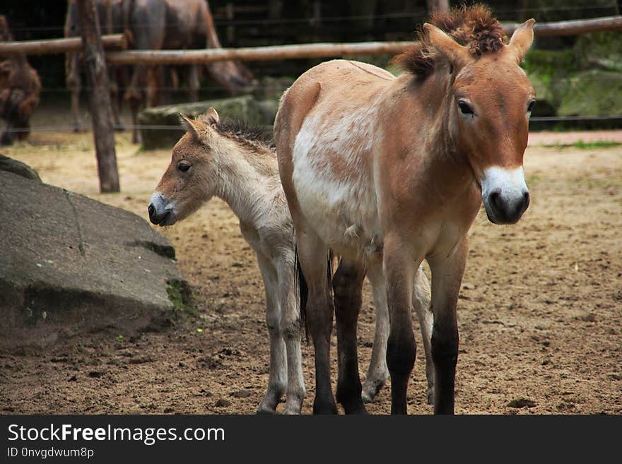 Horse Like Mammal, Horse, Fauna, Mare