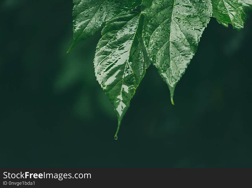 Leaf, Green, Vegetation, Water