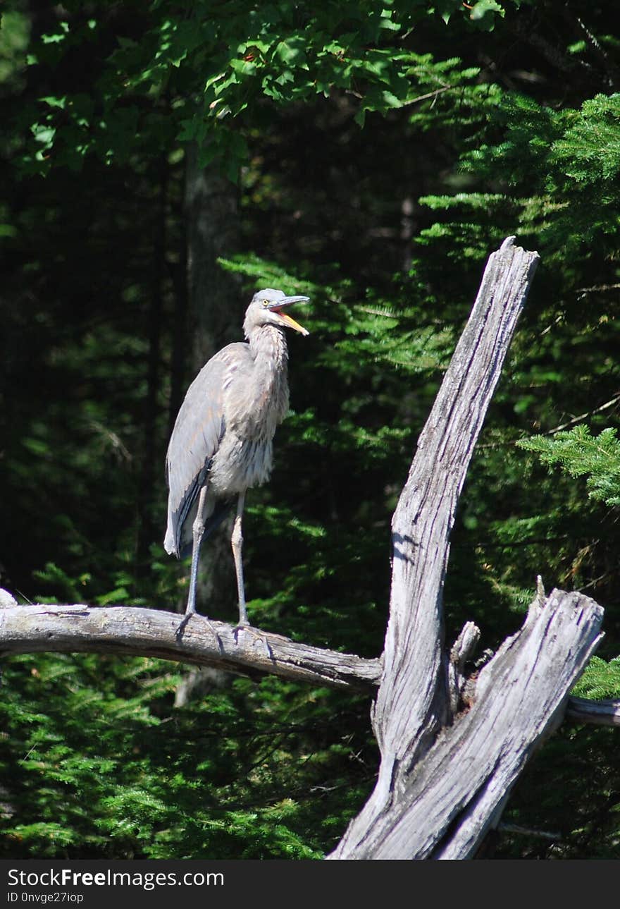 Bird, Ecosystem, Fauna, Beak