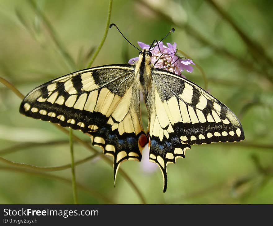 Butterfly, Moths And Butterflies, Insect, Brush Footed Butterfly