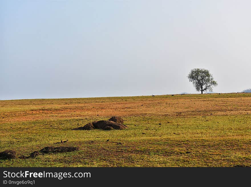 Grassland, Ecosystem, Savanna, Pasture