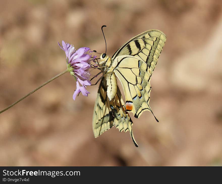 Butterfly, Moths And Butterflies, Insect, Brush Footed Butterfly