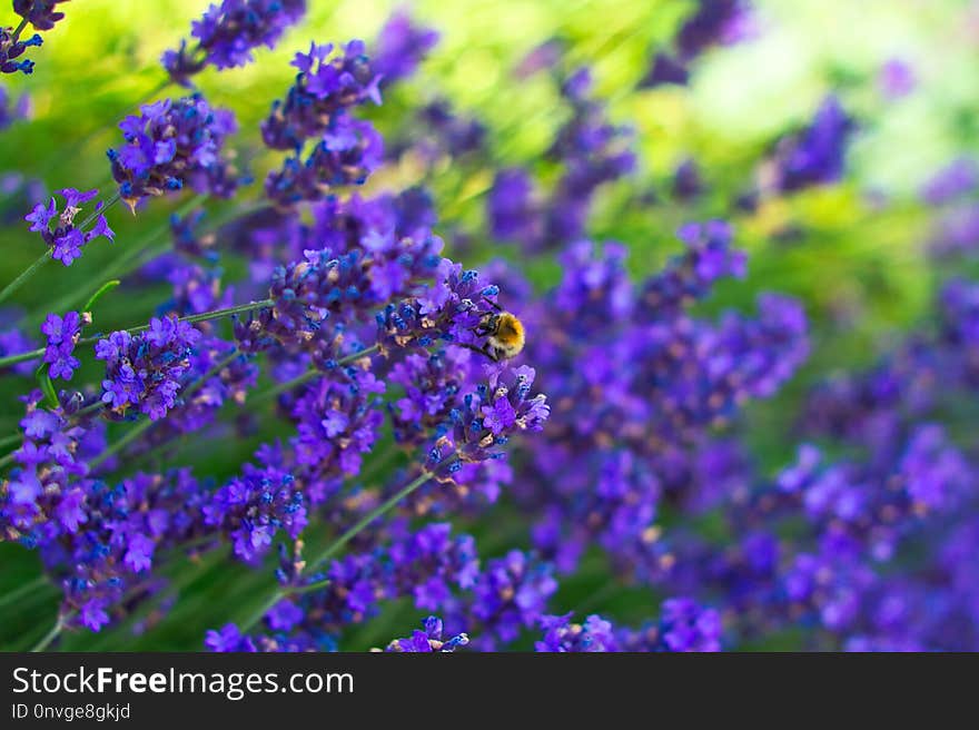 Blue, Purple, Flower, Lavender