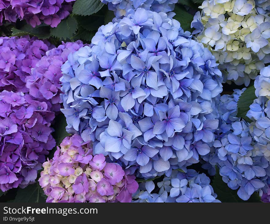 Flower, Blue, Plant, Flowering Plant