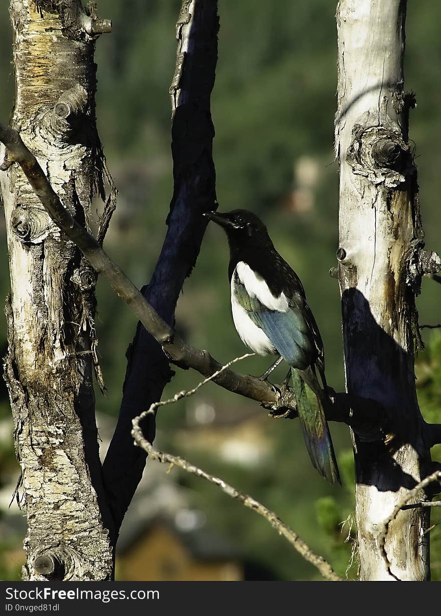 Bird, Fauna, Beak, Tree