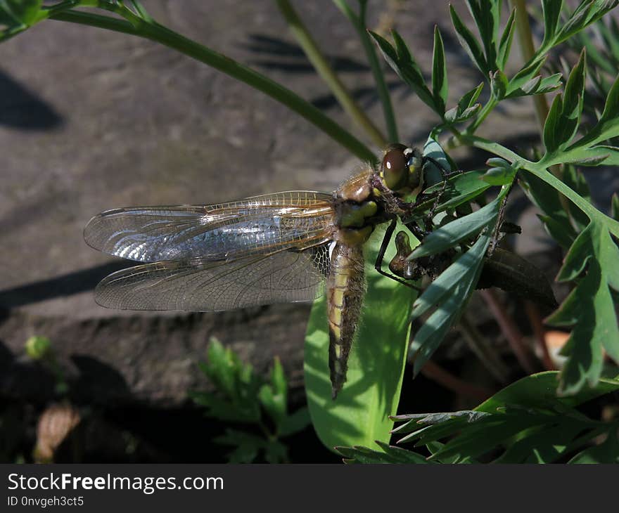 Insect, Dragonfly, Dragonflies And Damseflies, Invertebrate