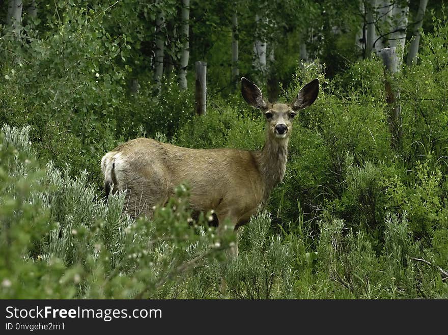 Wildlife, Deer, Fauna, Nature Reserve