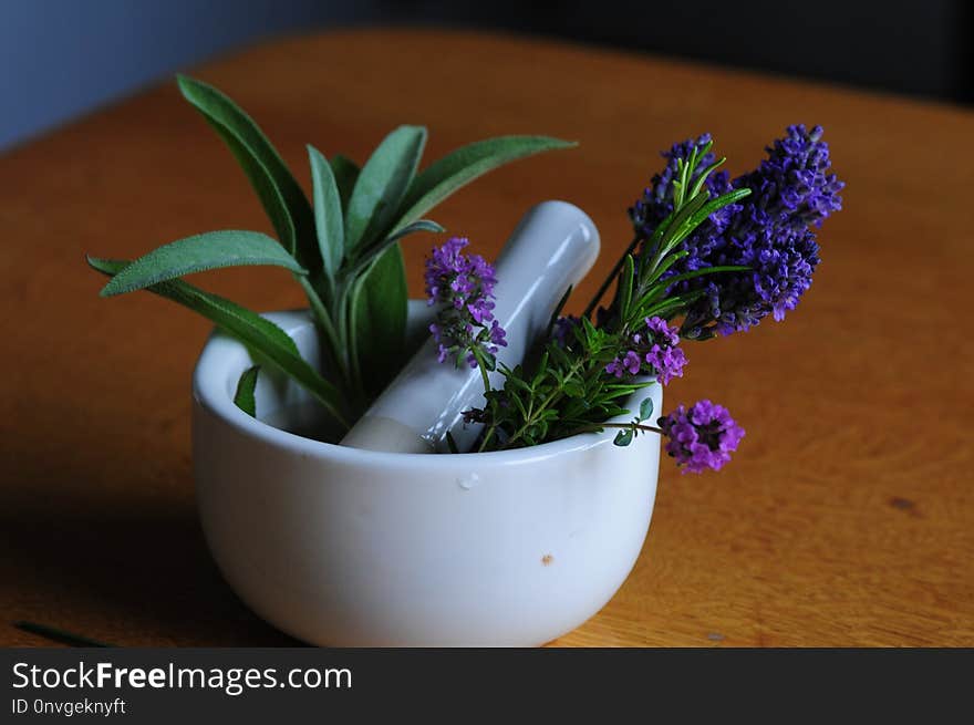 Plant, Flower, Flowerpot, Purple