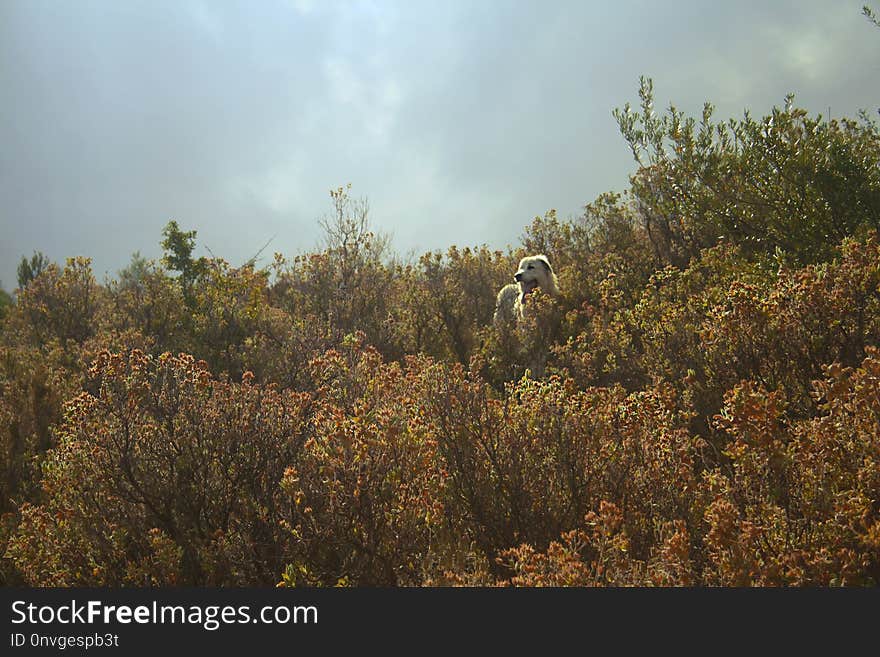 Ecosystem, Vegetation, Tree, Shrubland