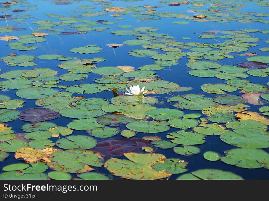 Water, Green, Leaf, Water Resources