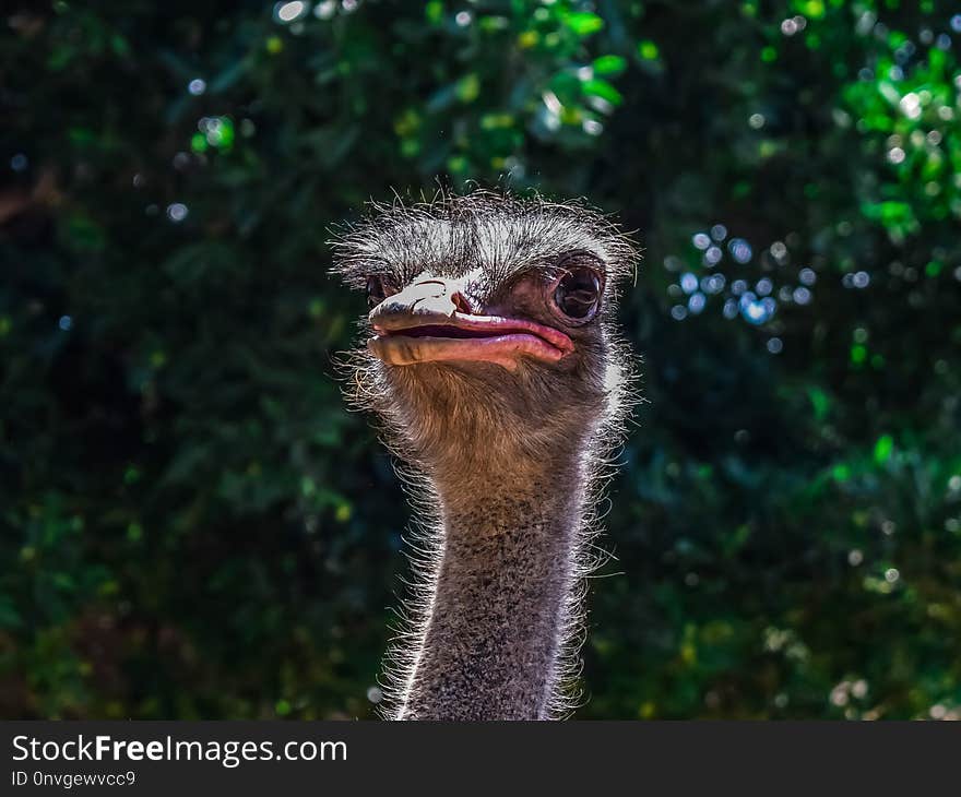 Ostrich, Ratite, Beak, Bird