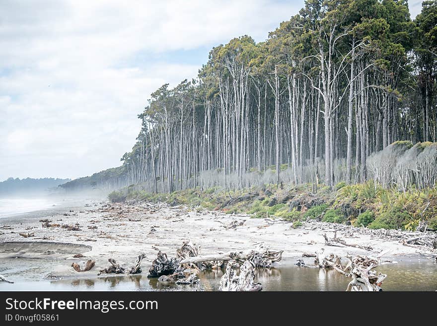 Nature Reserve, Shore, Water, Tree