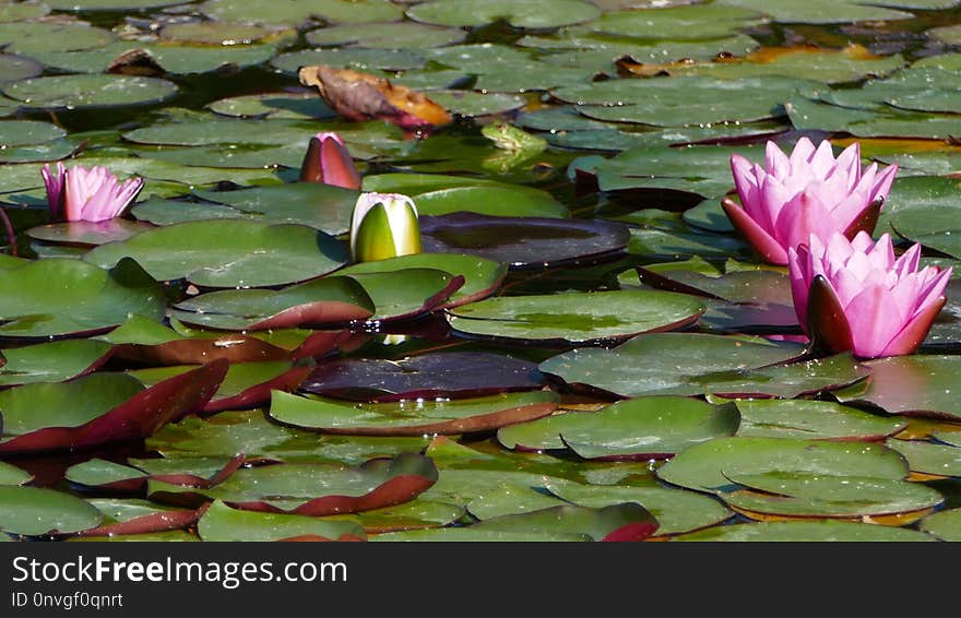 Plant, Flower, Water, Flora