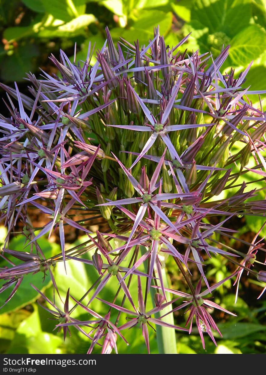 Plant, Flora, Flowering Plant, Flower