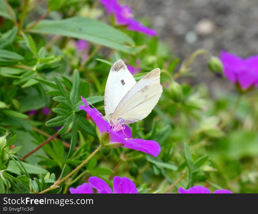 Butterfly, Moths And Butterflies, Insect, Pollinator