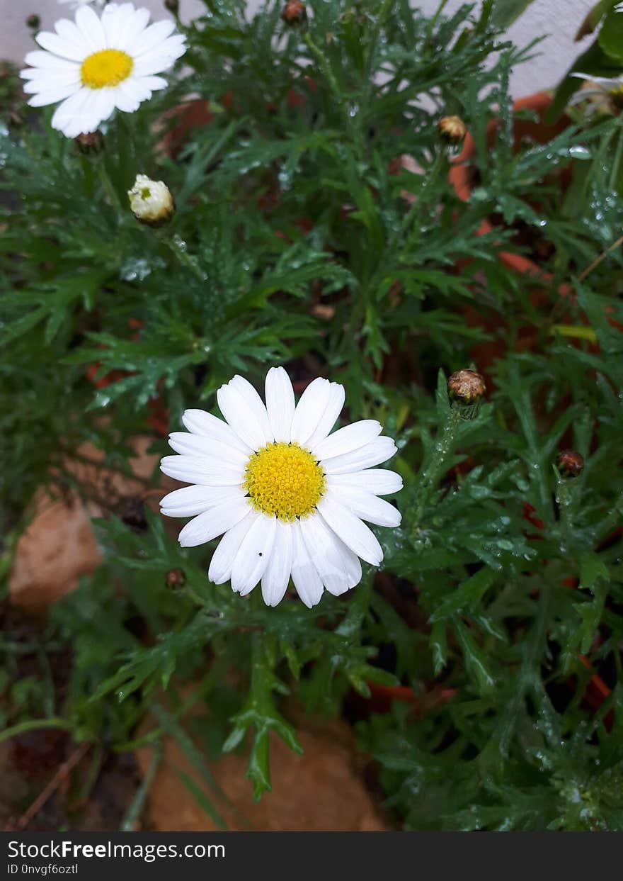 Flower, Oxeye Daisy, Chamaemelum Nobile, Plant