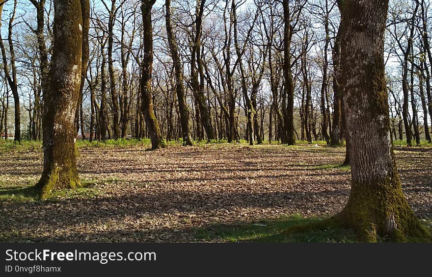 Woodland, Tree, Ecosystem, Grove