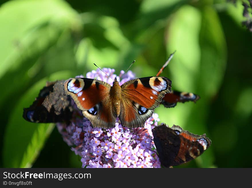 Butterfly, Insect, Moths And Butterflies, Brush Footed Butterfly