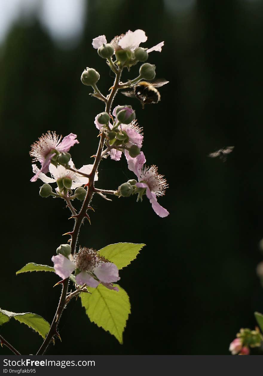 Plant, Flower, Flora, Branch