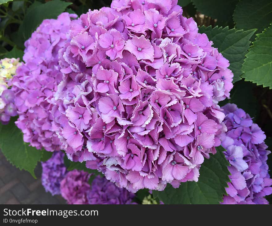 Flower, Plant, Hydrangea, Pink