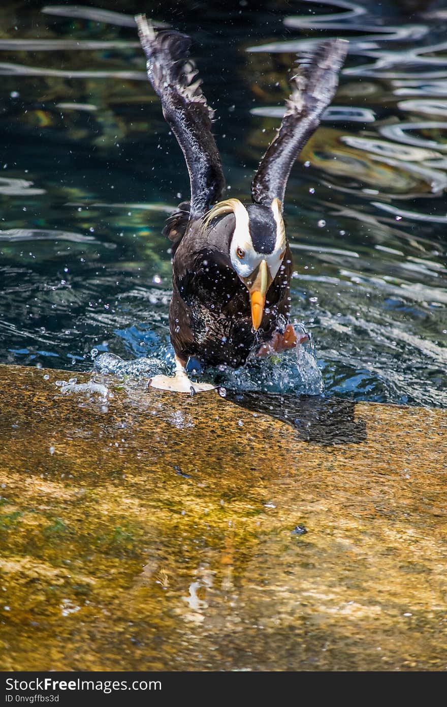 Bird, Water, Duck, Fauna