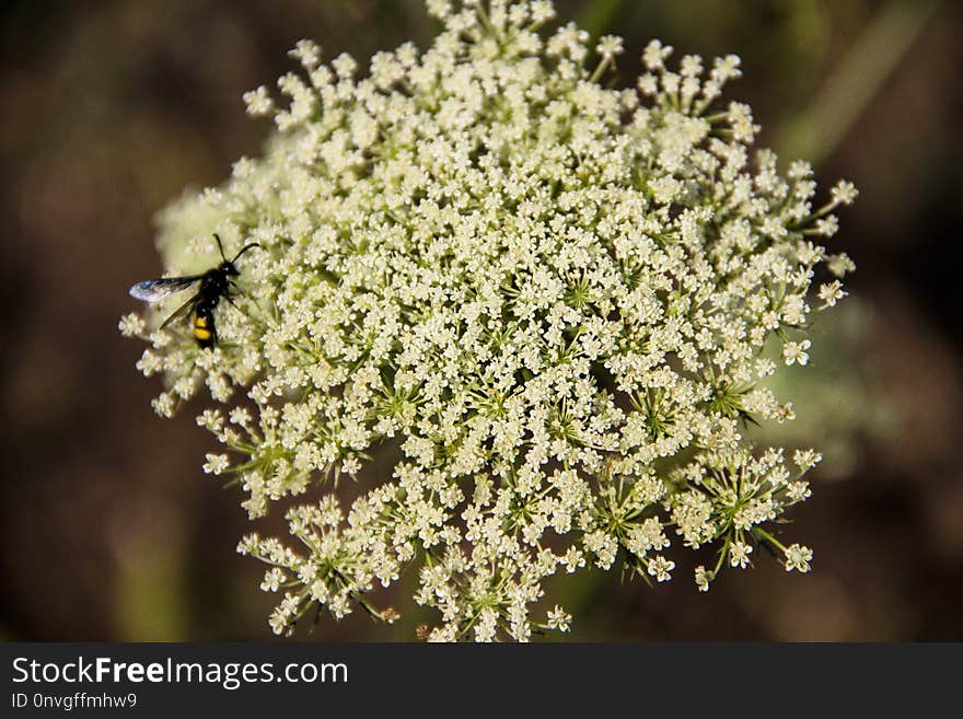 Flower, Cow Parsley, Flora, Plant