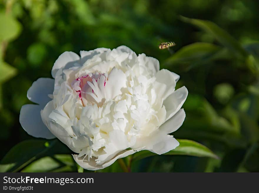 Flower, Plant, White, Flowering Plant