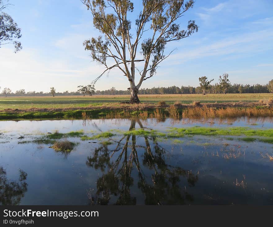 Reflection, Wetland, Water, Nature Reserve