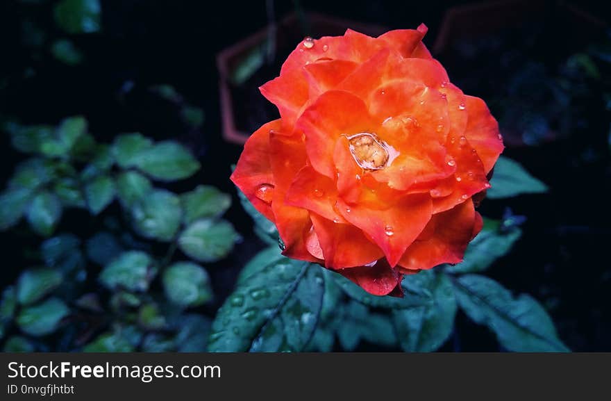 Rose, Flower, Rose Family, Floribunda