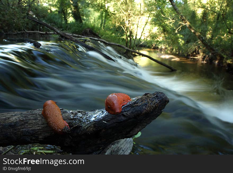 Water, River, Body Of Water, Stream