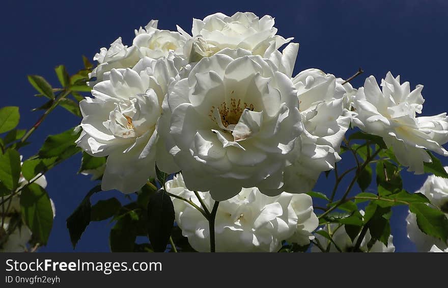 Flower, White, Plant, Flowering Plant