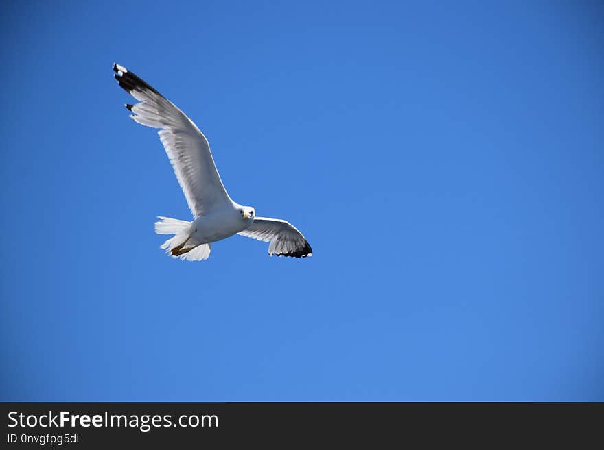 Sky, Bird, Beak, Gull