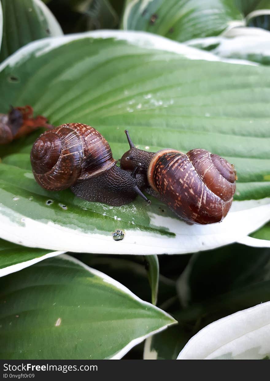 Snails And Slugs, Snail, Invertebrate, Molluscs