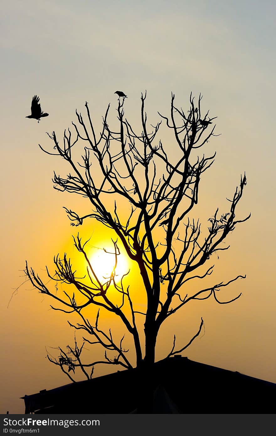 Sky, Tree, Branch, Woody Plant