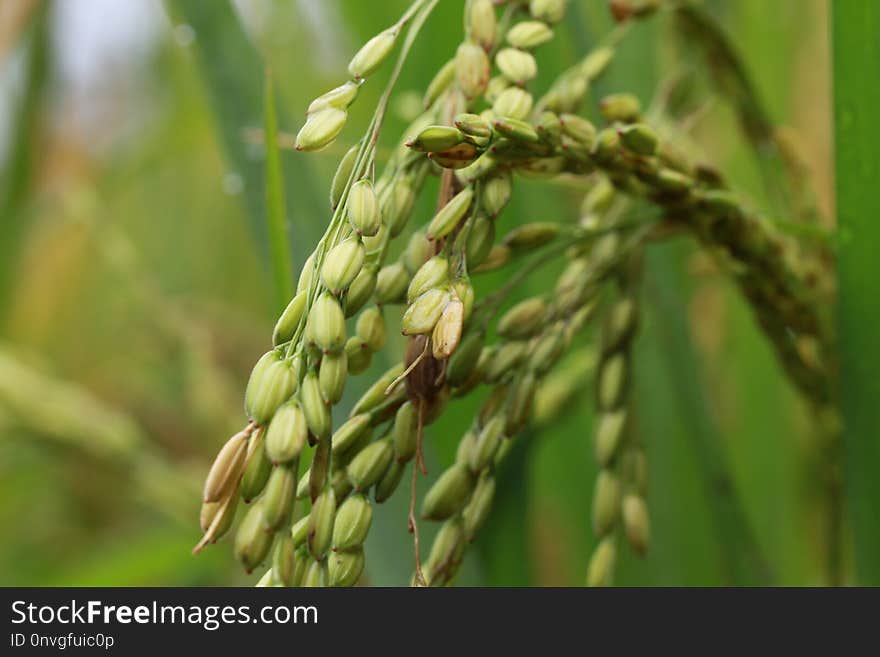 Grass Family, Crop, Food Grain, Grass