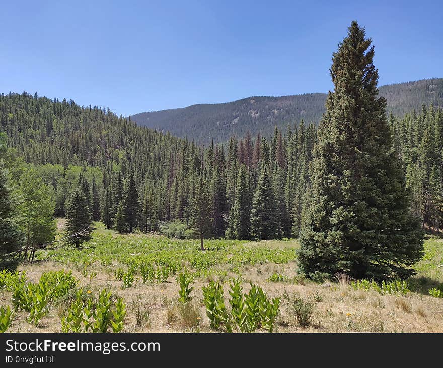 Ecosystem, Wilderness, Spruce Fir Forest, Vegetation