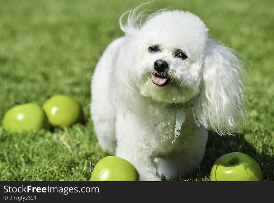 Dog Like Mammal, Dog Breed, Dog, Bichon Frisé