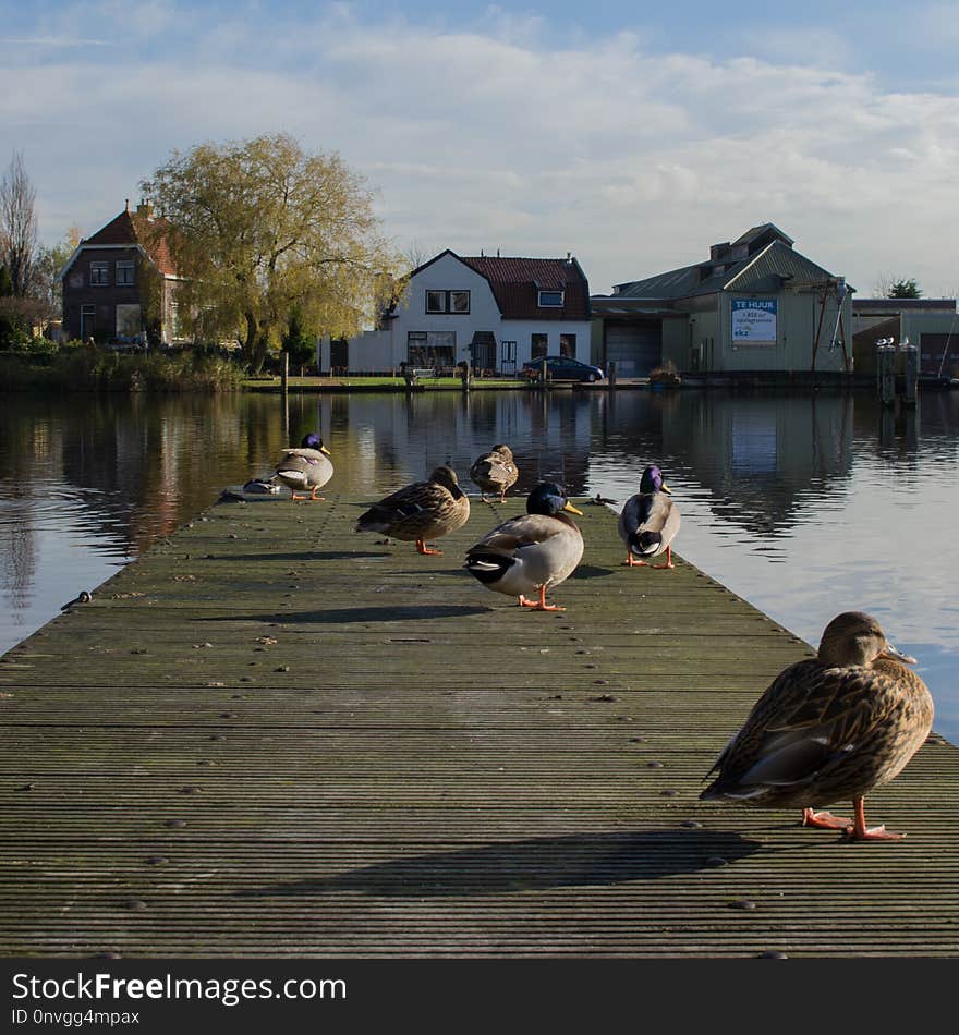 Waterway, Reflection, Water, Bird