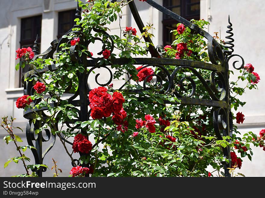 Flower, Flowering Plant, Plant, Rose Family