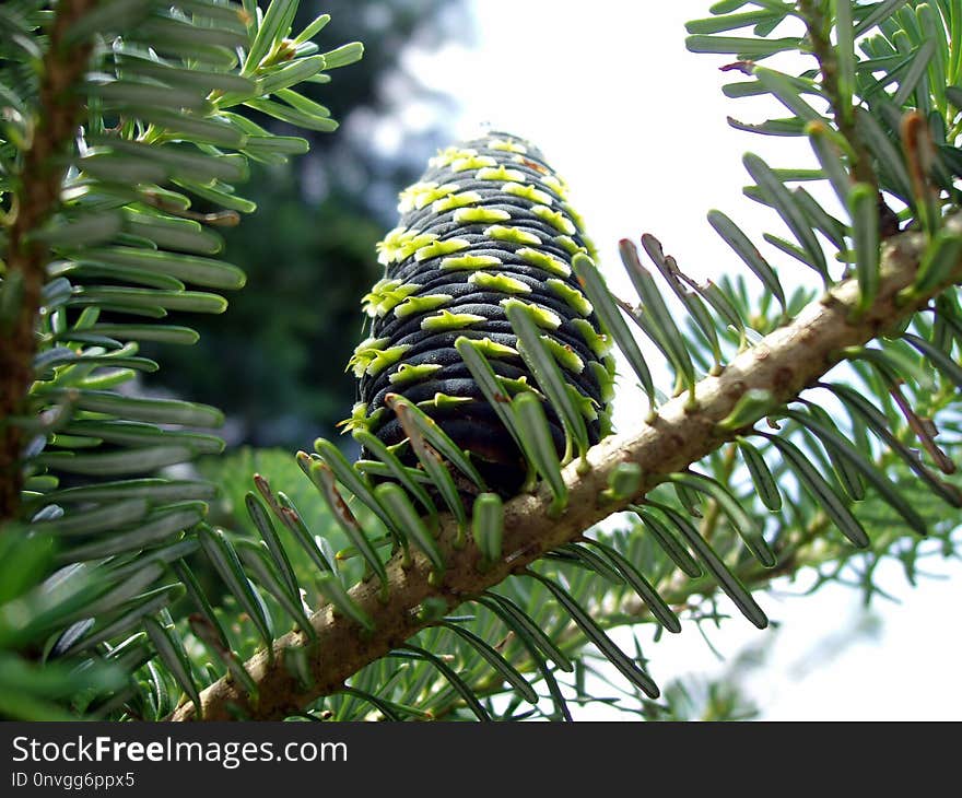 Tree, Plant, Pine Family, Fir