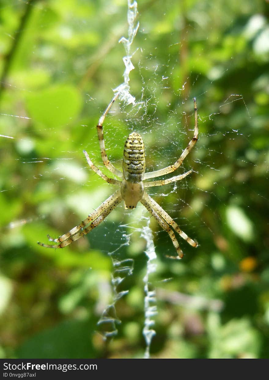 Spider, Orb Weaver Spider, Arachnid, Araneus