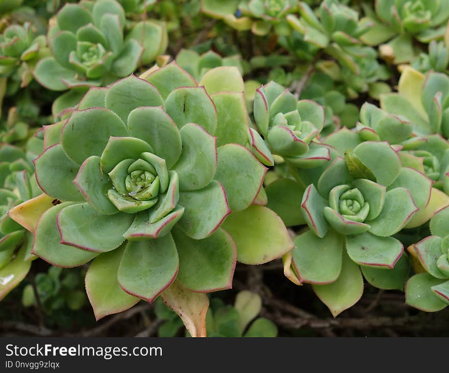 Plant, Flower, Flora, Leaf