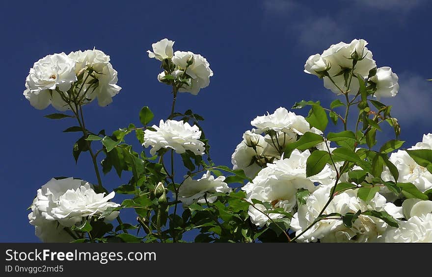 Flower, White, Rose Family, Sky